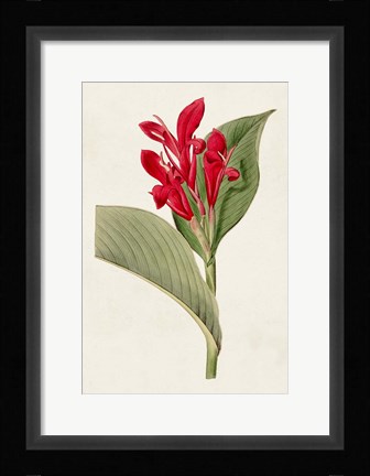 Framed Flora of the Tropics IV Print