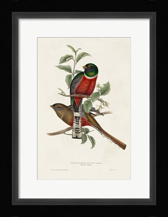 Framed Elegant Trogons I Print