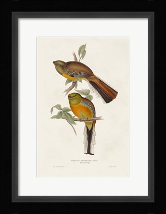 Framed Elegant Trogons II Print