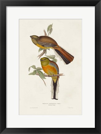 Framed Elegant Trogons II Print