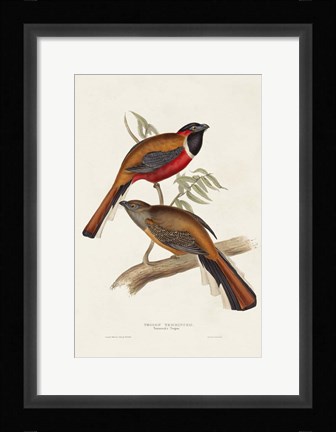 Framed Elegant Trogons IV Print