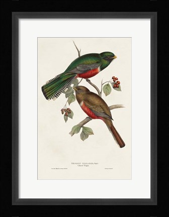 Framed Elegant Trogons VI Print