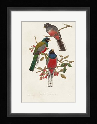 Framed Elegant Trogons IX Print