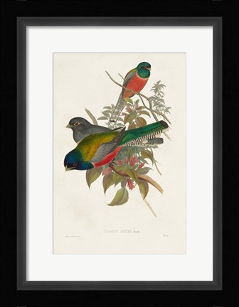 Framed Elegant Trogons VII Print
