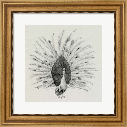Framed Ebony Plumed Peacock I Print