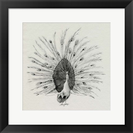 Framed Ebony Plumed Peacock I Print