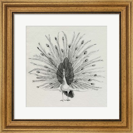 Framed Ebony Plumed Peacock II Print