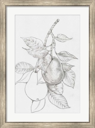 Framed Fruit-Bearing Branch III Print