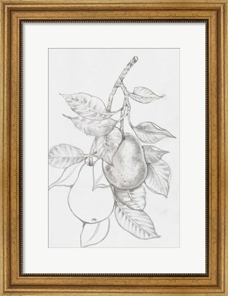 Framed Fruit-Bearing Branch III Print