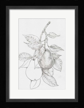 Framed Fruit-Bearing Branch III Print