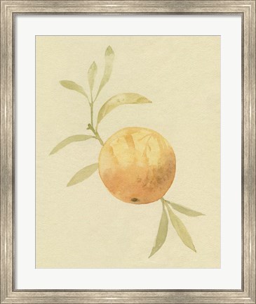 Framed Dappled Oranges IV Print