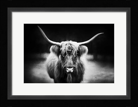 Framed Photography Study Highland Cattle Print