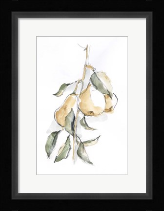 Framed Watercolor Fruit Contour I Print