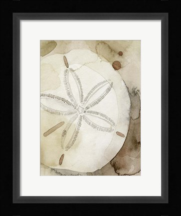 Framed Dry Sand Dollar I Print