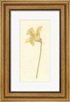 Framed Vintage Daffodil I Print
