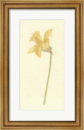 Framed Vintage Daffodil I Print