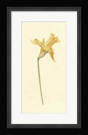 Framed Vintage Daffodil II Print