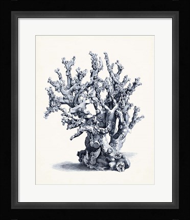 Framed Blue Antique Coral II Print
