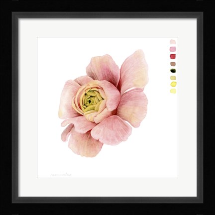 Framed Watercolor Ranunculus Study II Print