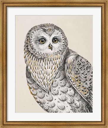 Framed Beautiful Owls IV Vintage Print