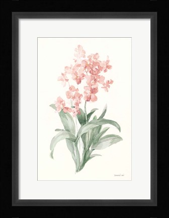Framed Spring Orchid I Print