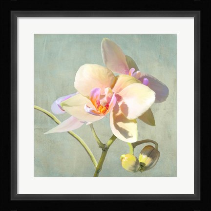 Framed Jewel Orchids II Print
