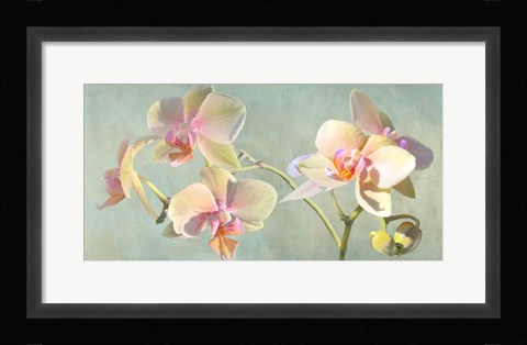 Framed Jewel Orchids Print