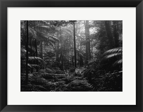 Framed In the Jungle Print