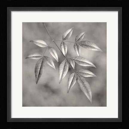 Framed Botanical Study No. 4 Print
