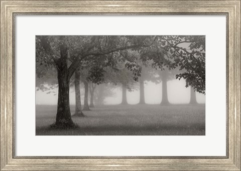 Framed Trees In Early Autumn Print