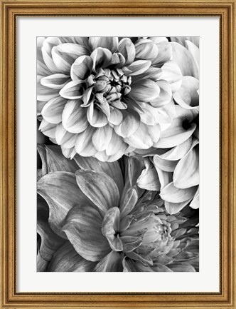Framed B&amp;W Flower 2 Print