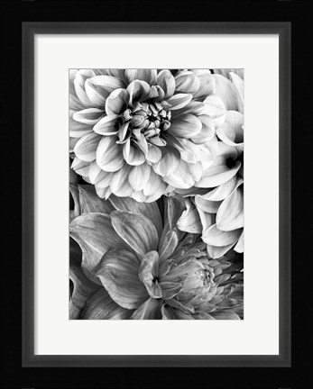 Framed B&amp;W Flower 2 Print