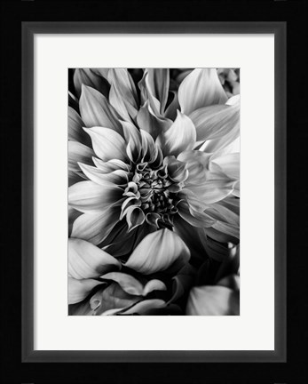 Framed B&amp;W Flower 4 Print