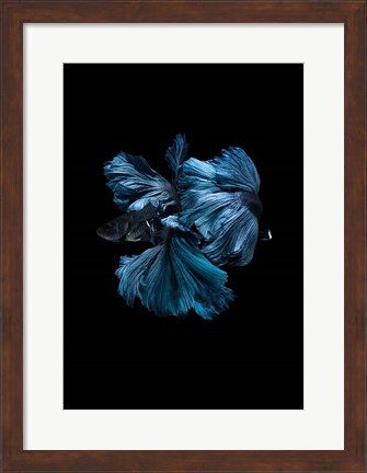 Framed Blue Betta Print