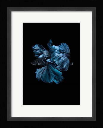 Framed Blue Betta Print