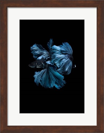 Framed Blue Betta Print