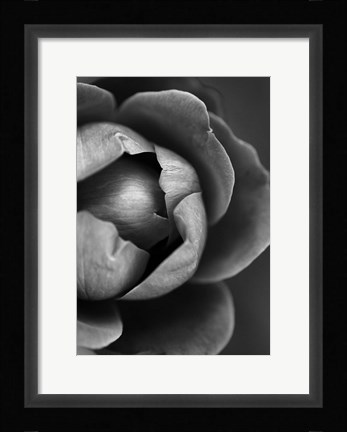 Framed Flower Bloom Print