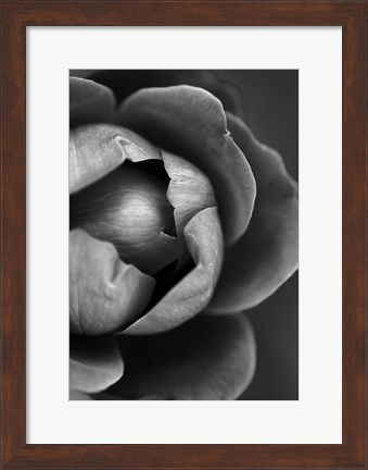 Framed Flower Bloom Print