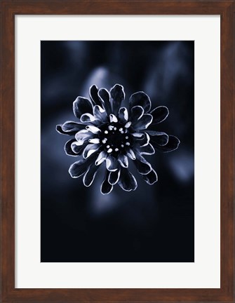 Framed Flower Bloom 2 Print