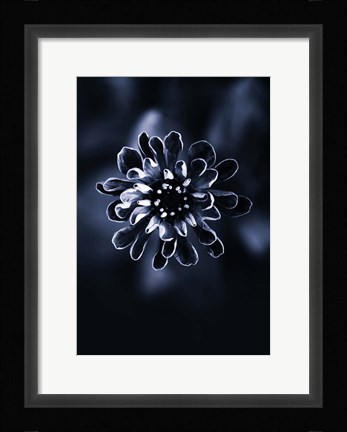Framed Flower Bloom 2 Print