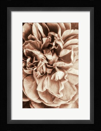 Framed Flower Bloom 3 Print