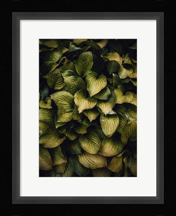 Framed Hostas Leaves Print