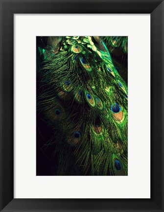 Framed Peacock Tail Print