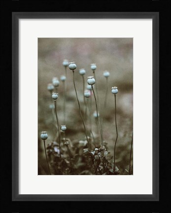 Framed Poppy Pods Print