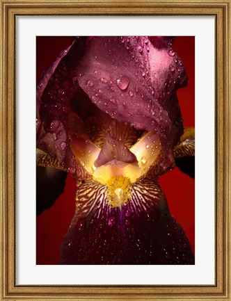 Framed Red Flower Print
