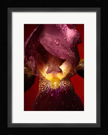 Framed Red Flower Print