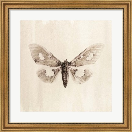 Framed Sepia Moth Print