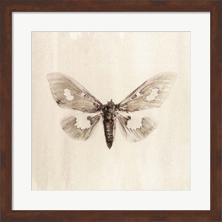 Framed Sepia Moth Print