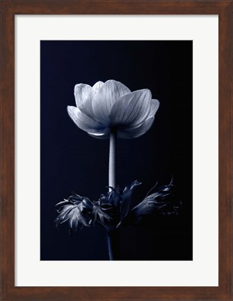 Framed Single Flower Print