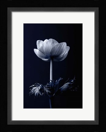 Framed Single Flower Print